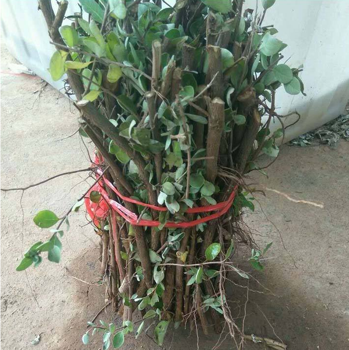 蔓荊子苗圖片