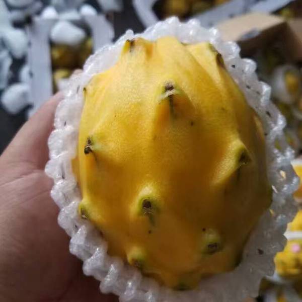 燕窩果 燕窩果價格 河北燕窩果廠家