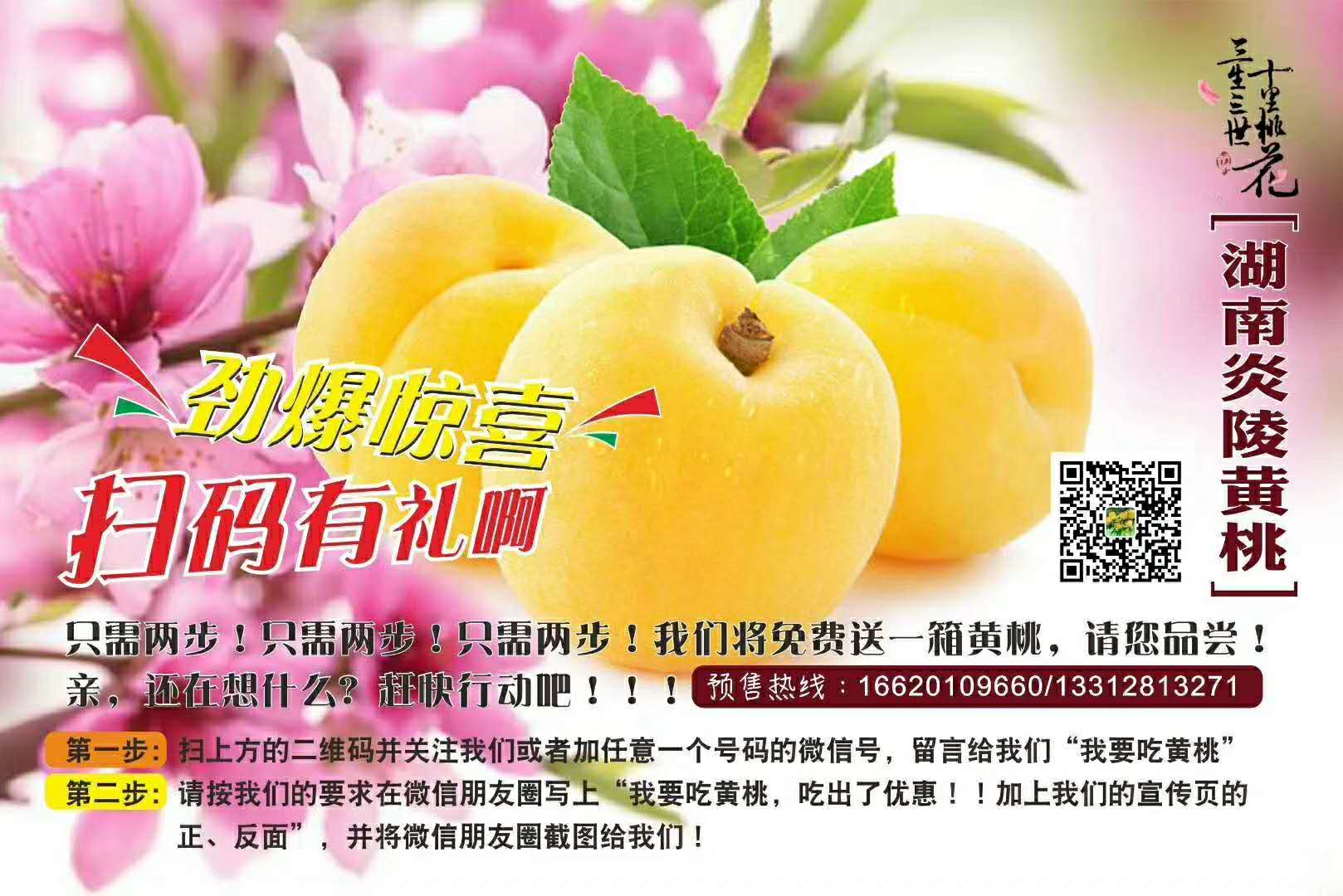 炎陵養(yǎng)生黃桃圖片/炎陵養(yǎng)生黃桃樣板圖 (1)