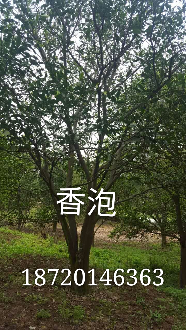 江西香泡种植|江西香泡苗木|江西香泡批发价格图片