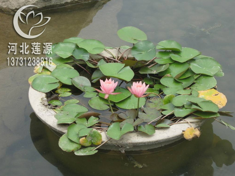睡蓮圖片/睡蓮樣板圖 (4)
