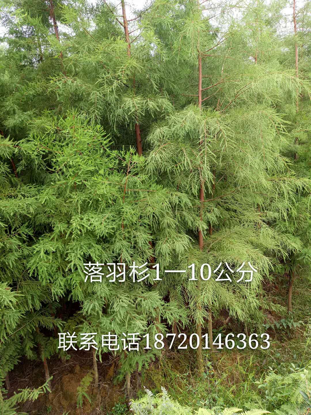 江西落羽杉圖片/江西落羽杉樣板圖 (3)