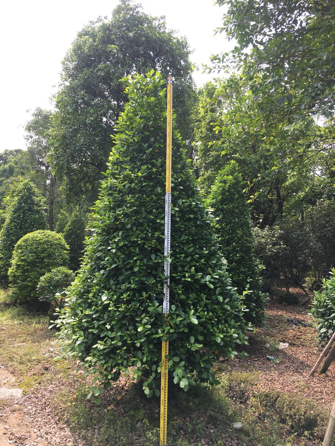 塔形火山榕圖片/塔形火山榕樣板圖 (4)