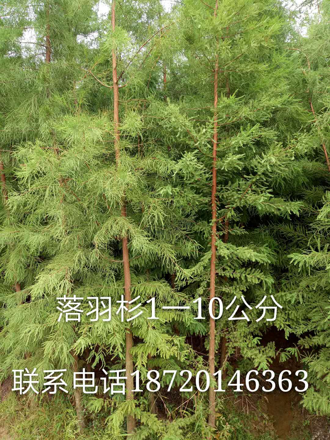 江西落羽杉圖片/江西落羽杉樣板圖 (2)