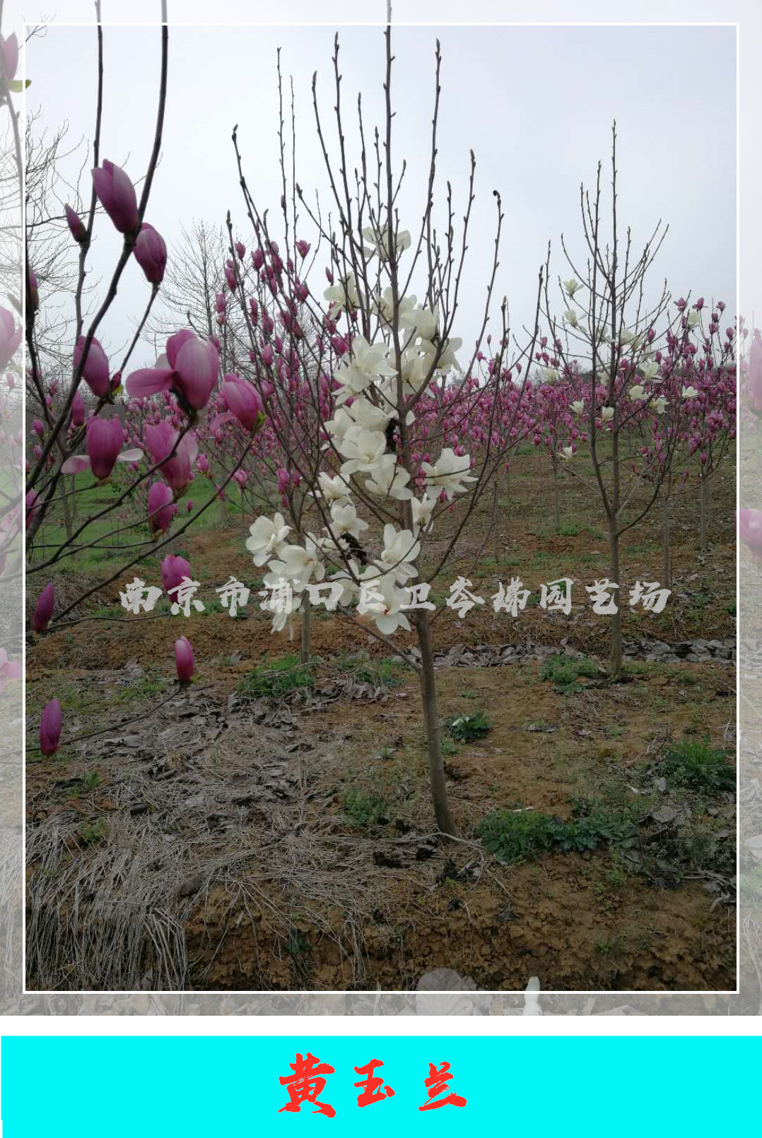 黃玉蘭圖片/黃玉蘭樣板圖 (1)