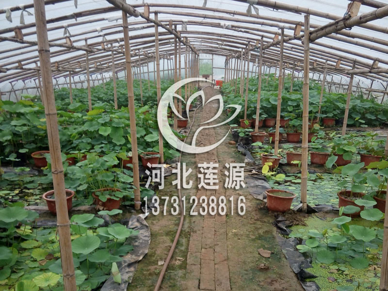 盆栽荷花圖片/盆栽荷花樣板圖 (2)