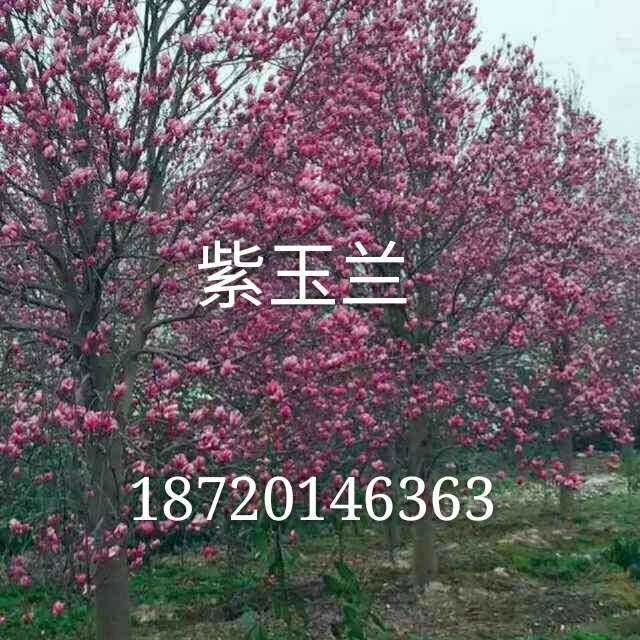 紫玉蘭圖片/紫玉蘭樣板圖 (3)