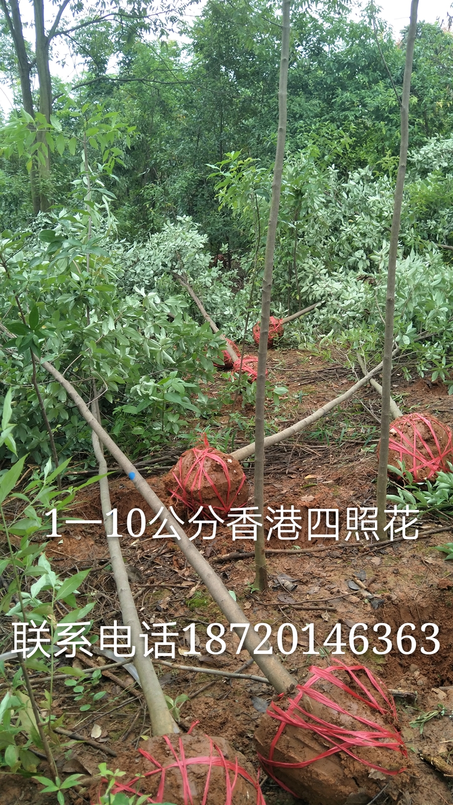 江西香港四照花种植|江西香港四照花苗|江西香港四照花批发价格图片