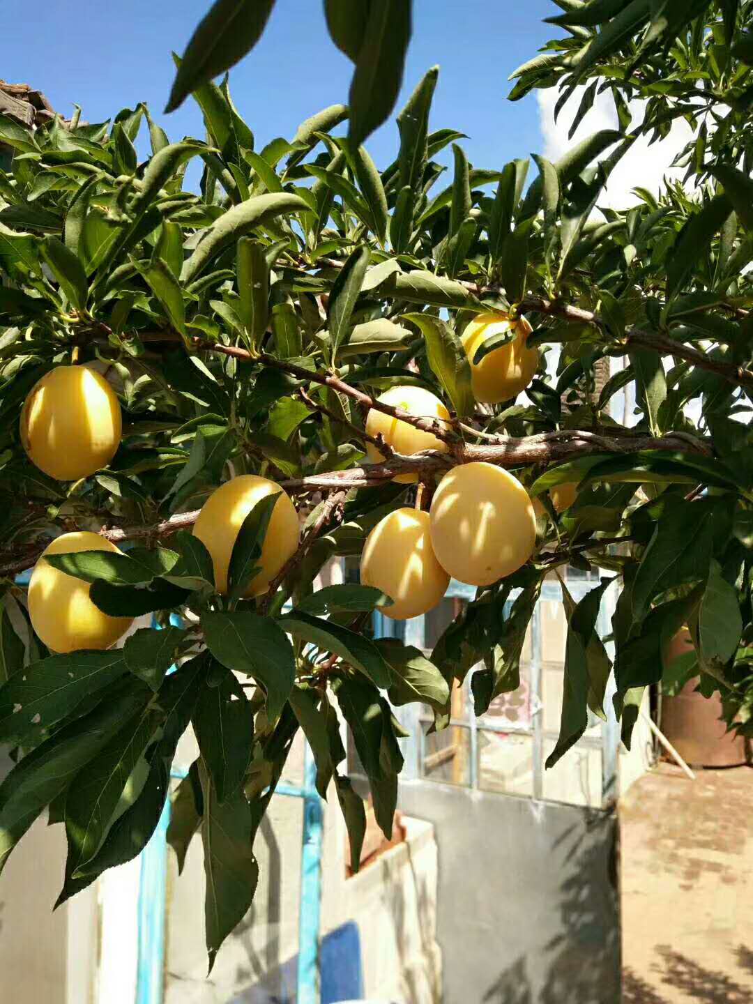 百合花圖片/百合花樣板圖 (3)