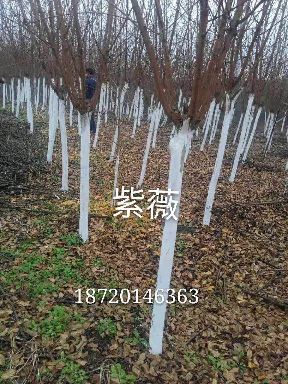 江西紫薇圖片/江西紫薇樣板圖 (3)
