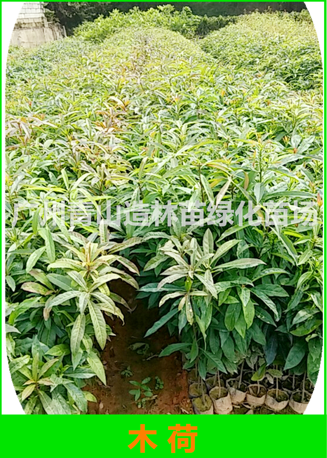 廣州木荷種苗圖片/廣州木荷種苗樣板圖 (2)
