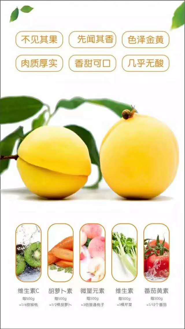 黃桃圖片/黃桃樣板圖 (3)