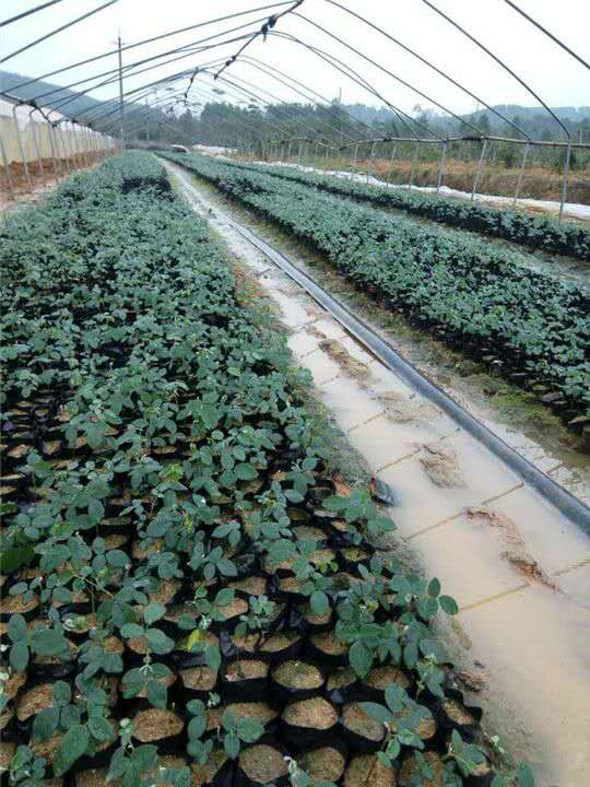 湖南山豆根圖片/湖南山豆根樣板圖 (1)