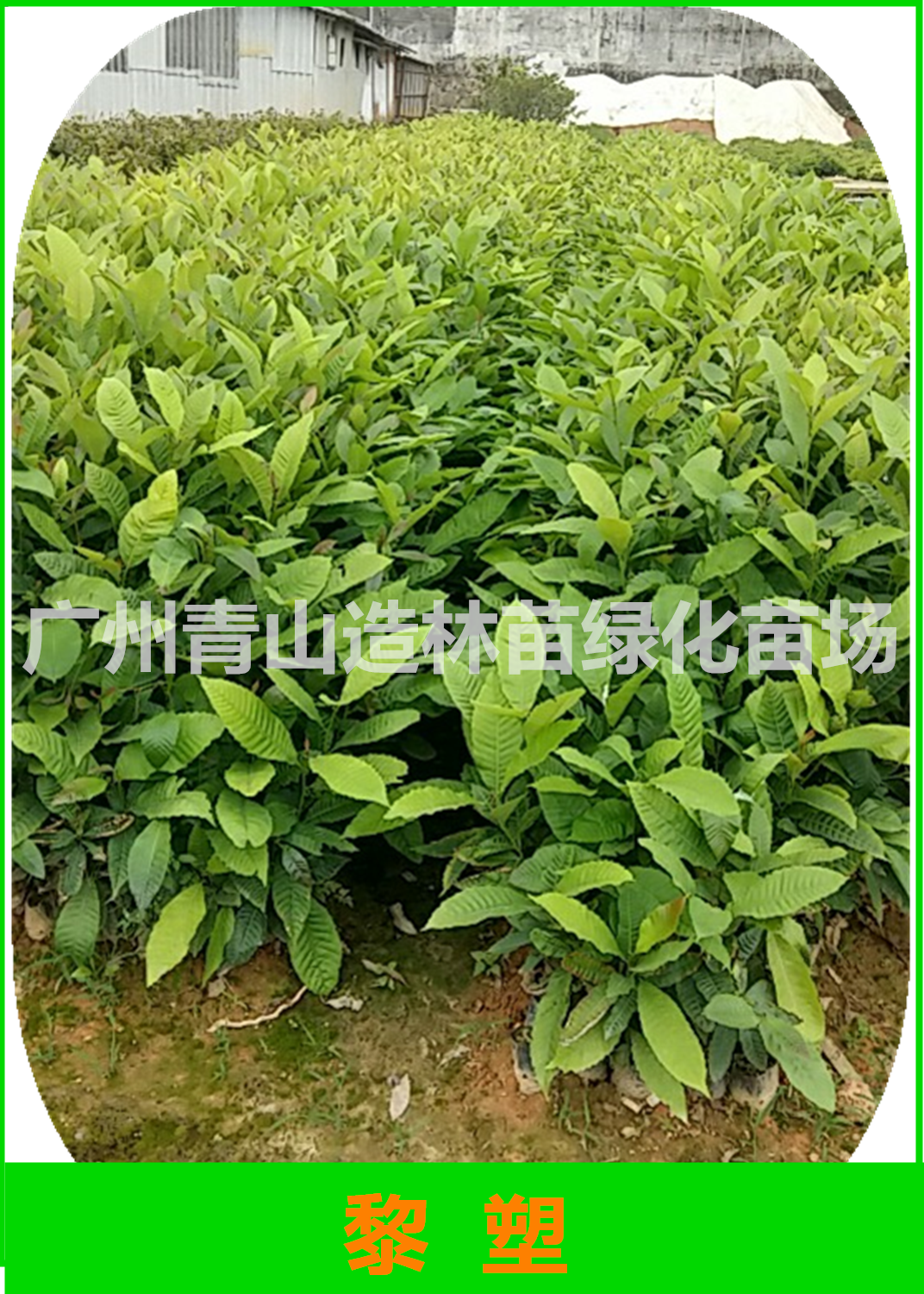 黎塑苗圖片/黎塑苗樣板圖 (3)