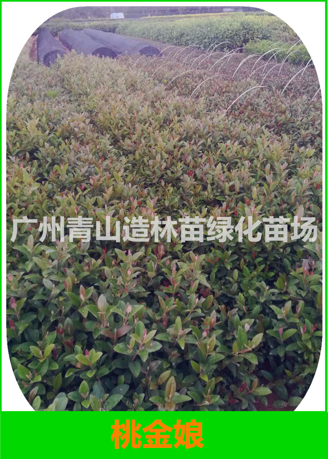 桃金娘圖片/桃金娘樣板圖 (3)