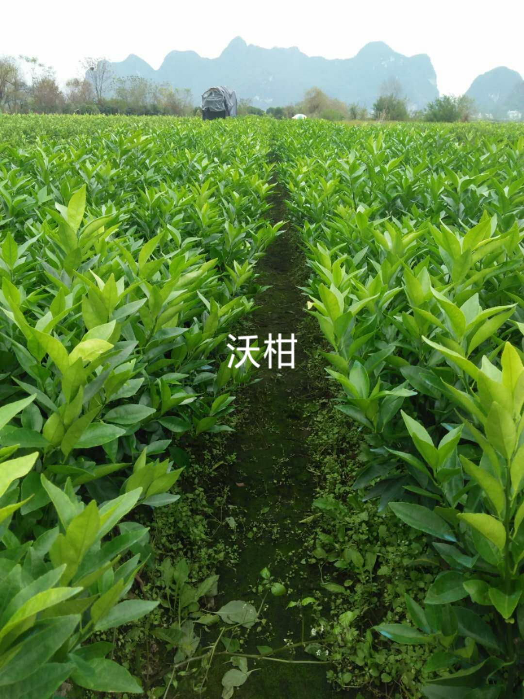 柑苗圖片/柑苗樣板圖 (4)