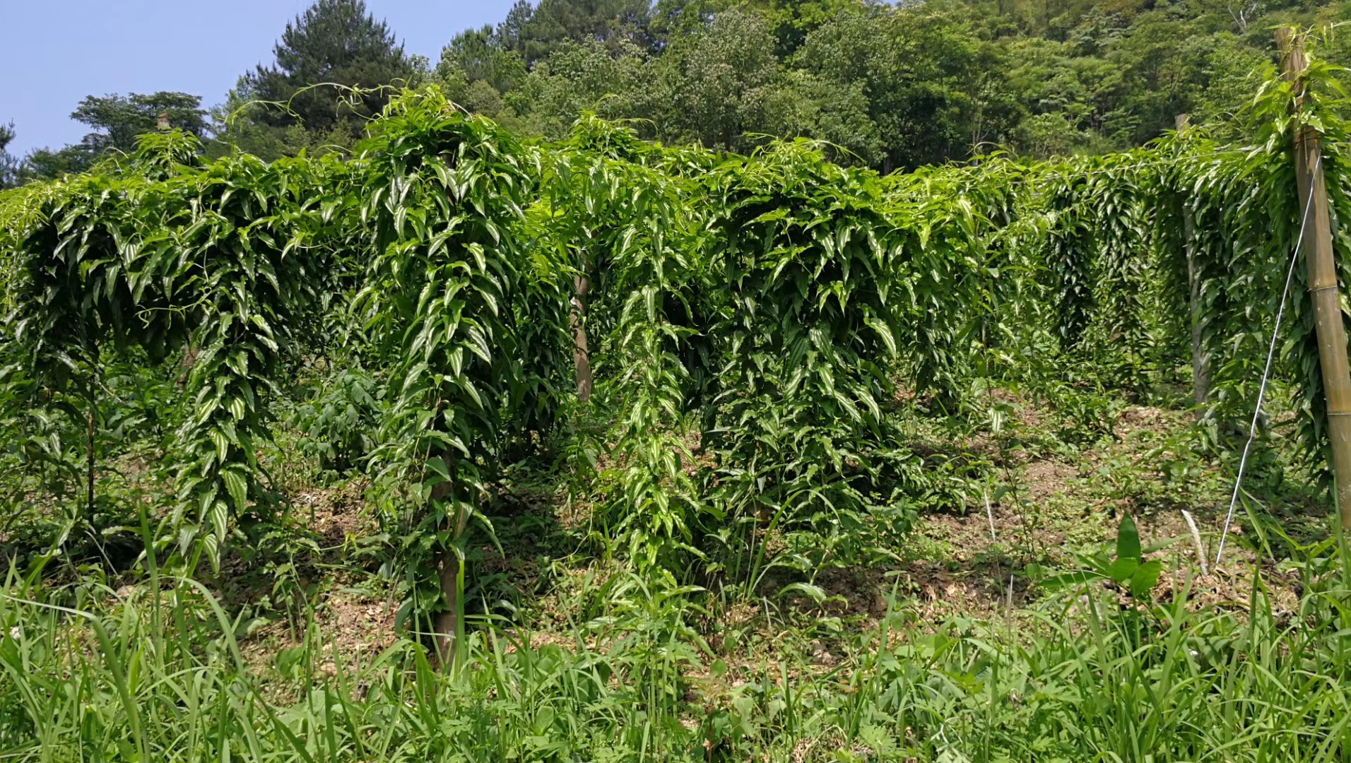 四川百部高产种植百部种苗图片