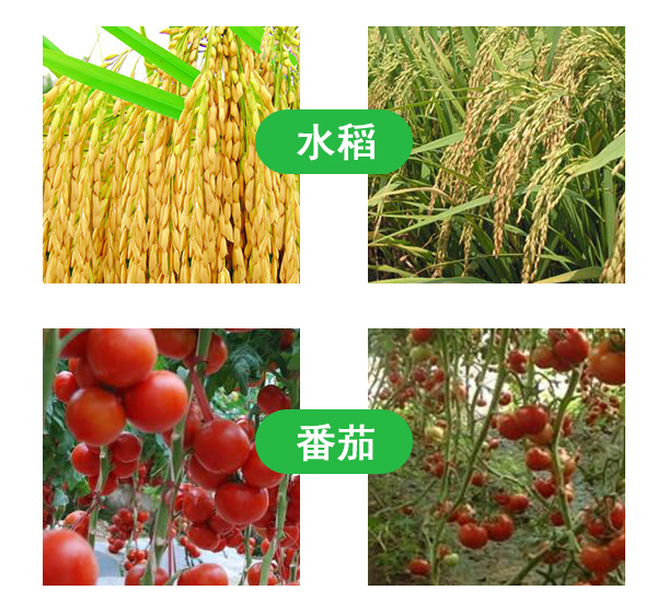 復(fù)合微生物菌肥圖片/復(fù)合微生物菌肥樣板圖 (4)