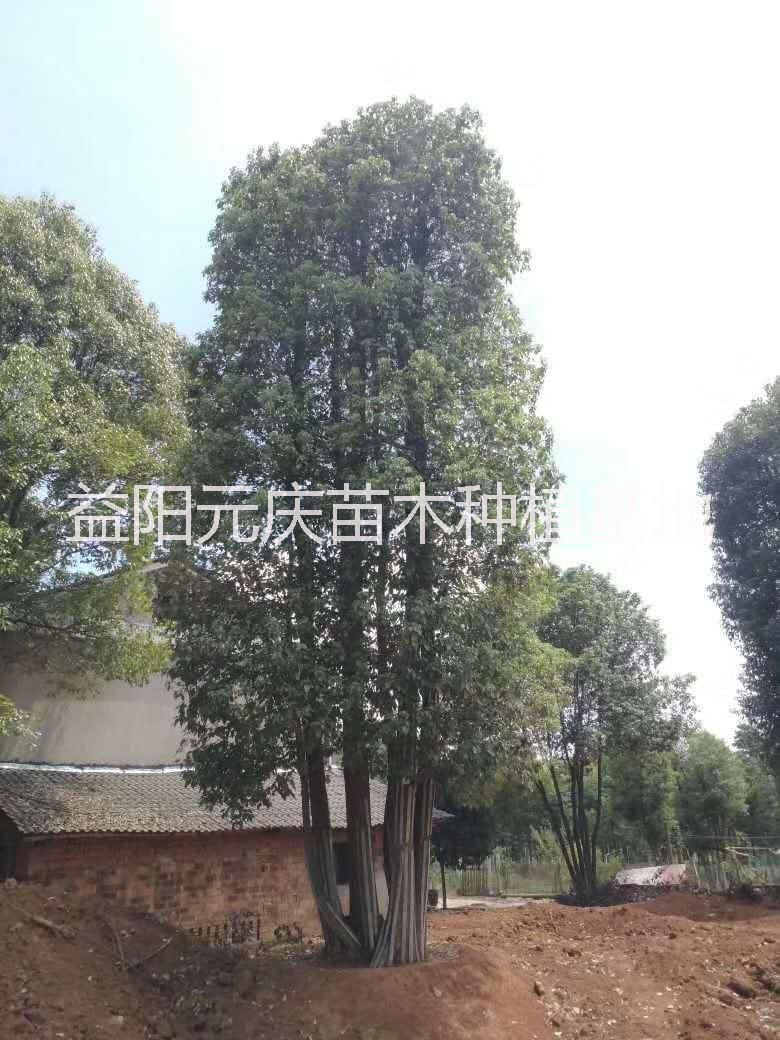 叢生香樟圖片/叢生香樟樣板圖 (4)