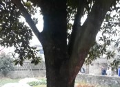 廣玉蘭圖片/廣玉蘭樣板圖 (1)