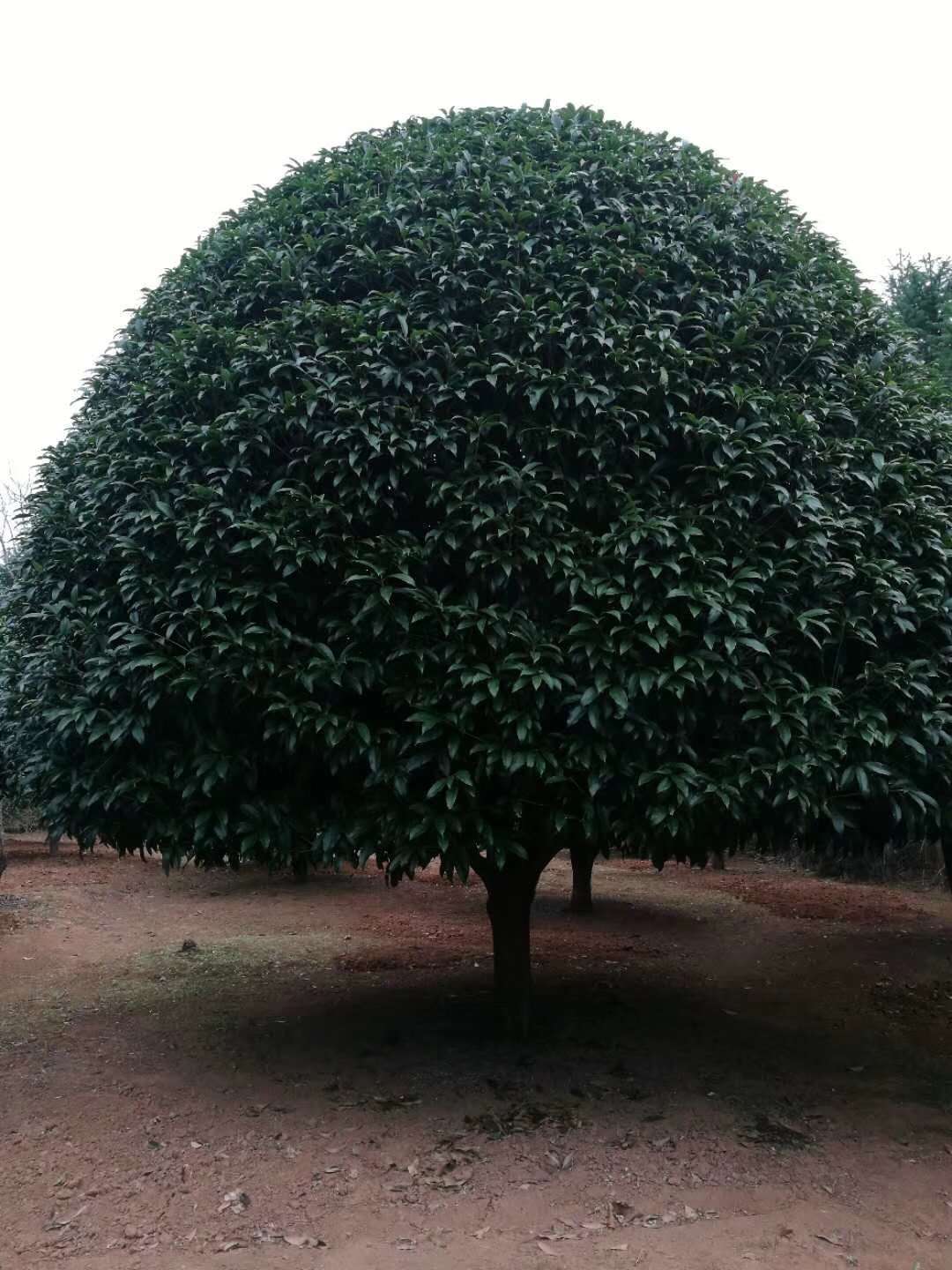 各種規(guī)格紅豆杉樹苗批發(fā) 桂花