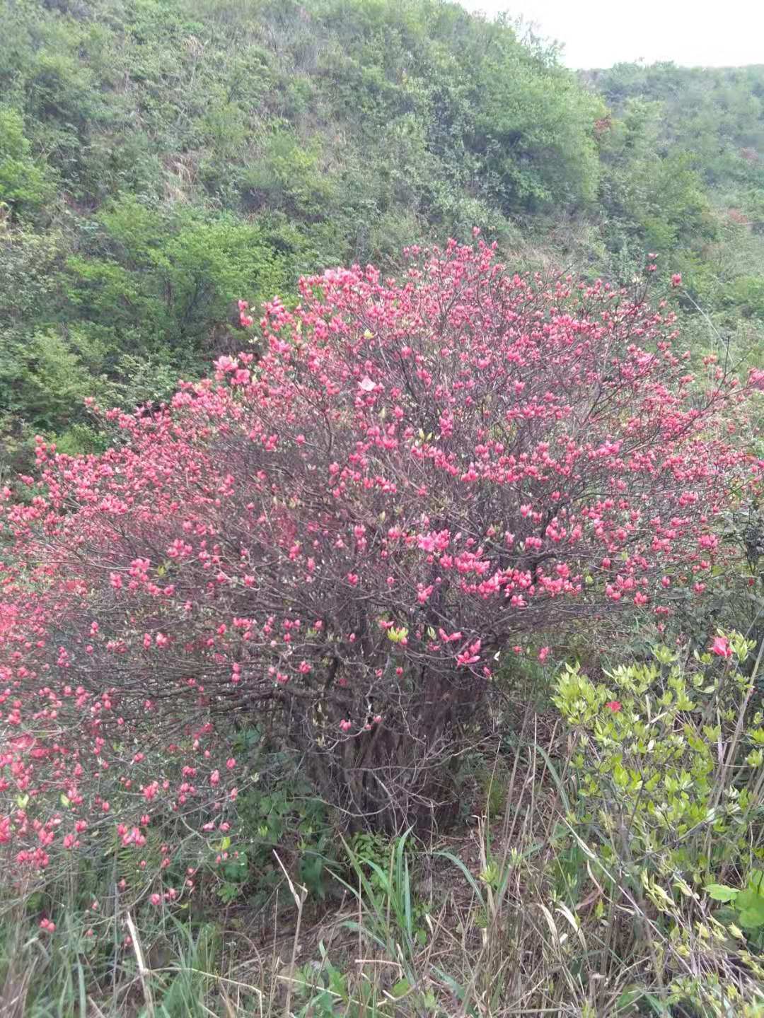 映山紅圖片/映山紅樣板圖 (1)