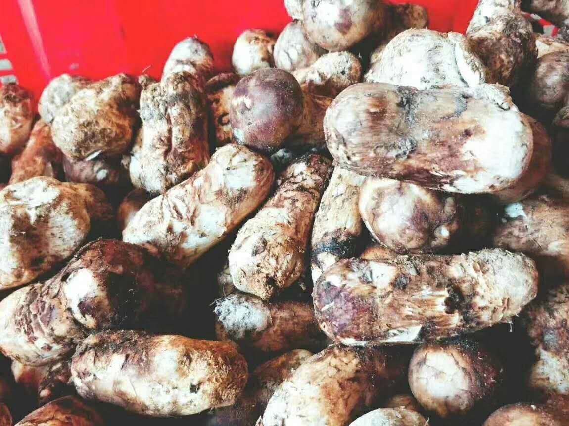 松茸圖片/松茸樣板圖 (2)