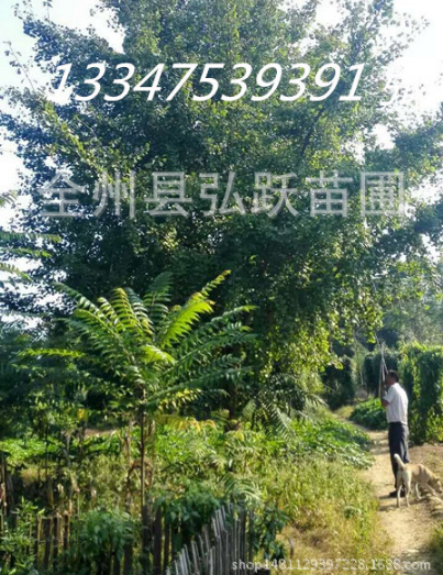 銀杏樹(shù)圖片/銀杏樹(shù)樣板圖 (1)