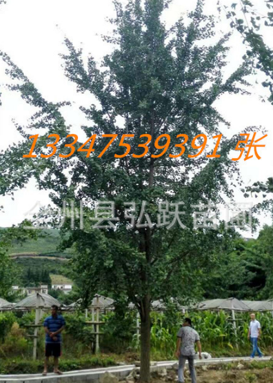 銀杏樹(shù)圖片/銀杏樹(shù)樣板圖 (4)