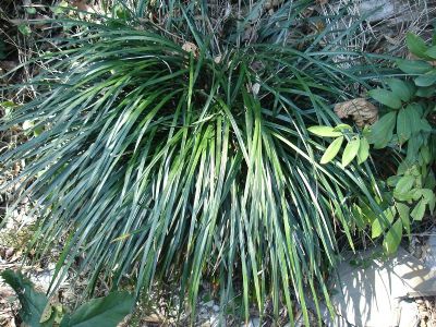 麥冬草苗圖片/麥冬草苗樣板圖 (3)