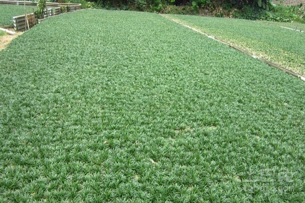 青葉玉龍草庭院綠植