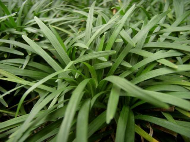 玉龍草圖片/玉龍草樣板圖 (4)