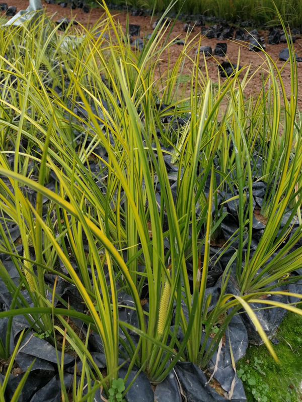 四川金葉石菖蒲四川成都金葉石菖蒲/金葉石菖蒲形態(tài)特征