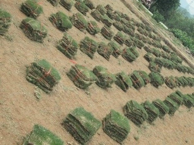 馬尼拉草皮圖片/馬尼拉草皮樣板圖 (3)