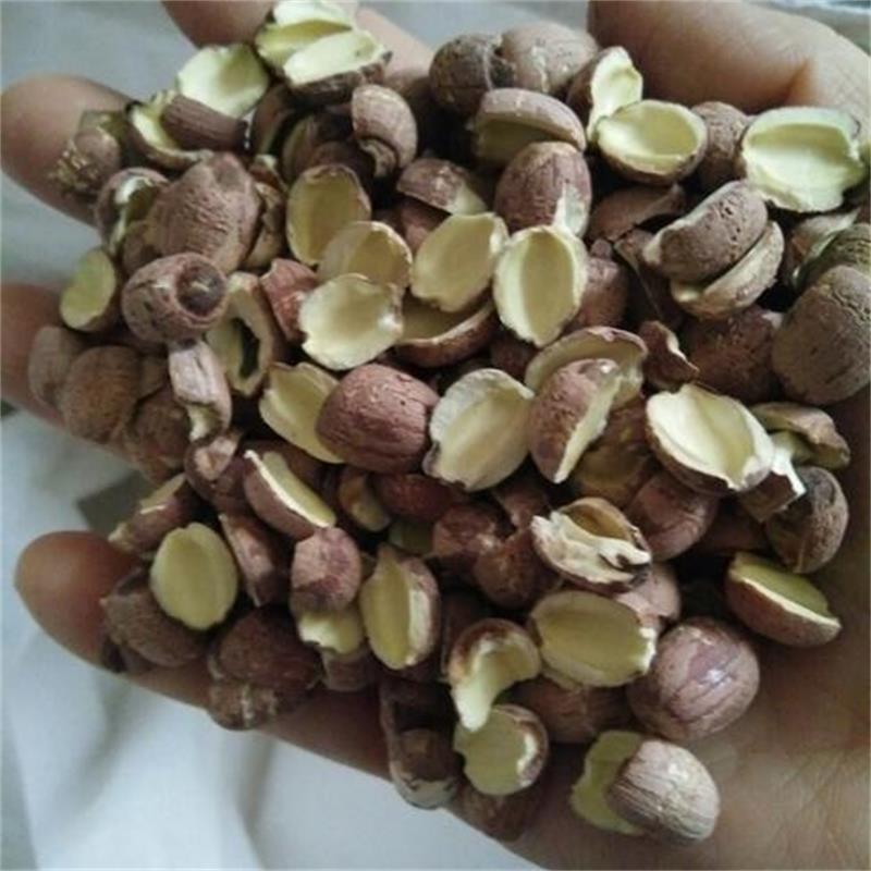 野生小粒開(kāi)邊紅蓮子圖片