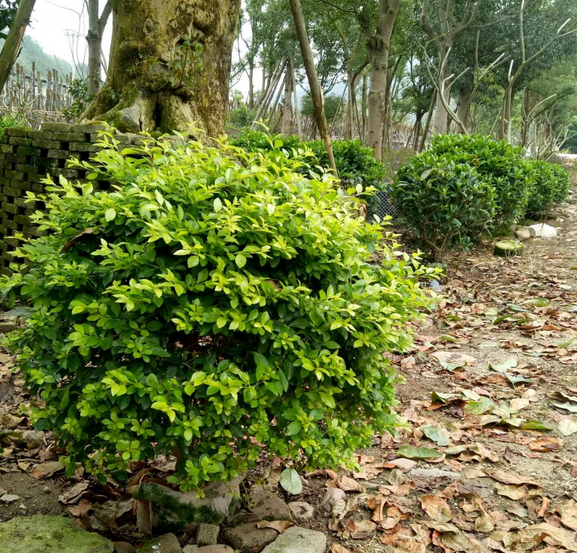黃金葉圖片/黃金葉樣板圖 (3)