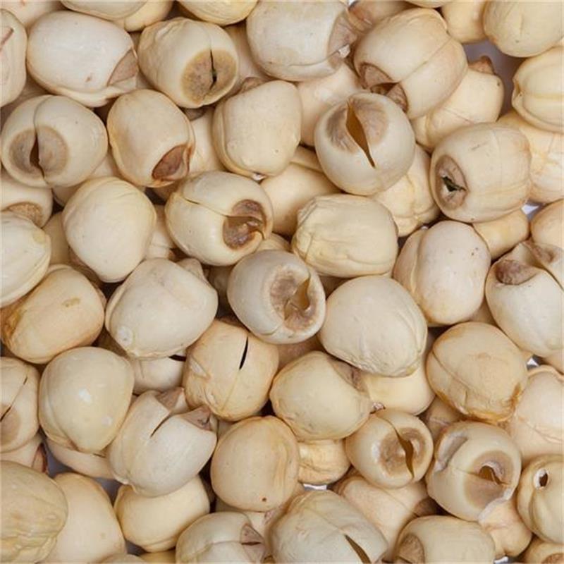 白蓮子圖片/白蓮子樣板圖 (4)