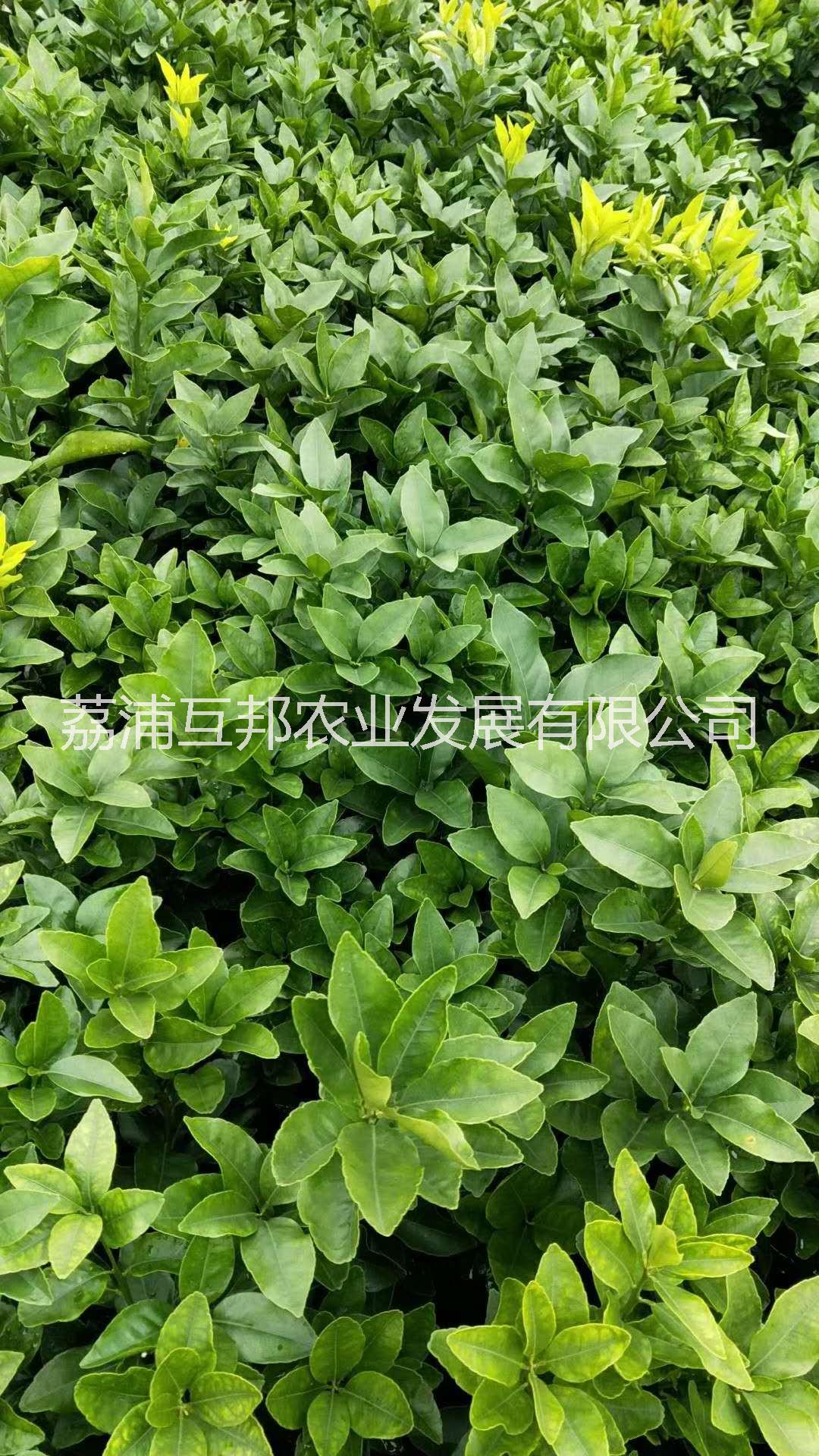 柑苗圖片/柑苗樣板圖 (4)