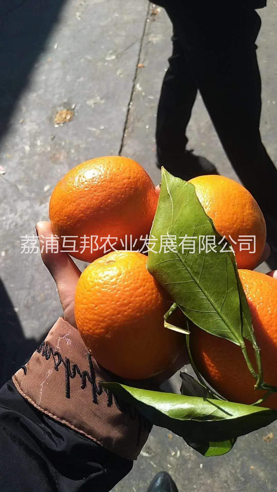 貢柑苗 廣西貢柑苗 桂林貢柑苗 貢柑苗種植基地 貢柑苗種植技術(shù)