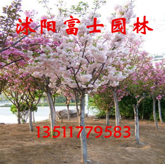 江蘇櫻花種植基地 /櫻花苗木批發(fā)價(jià)格