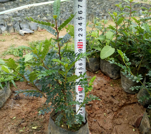 福建胡椒木哪家好