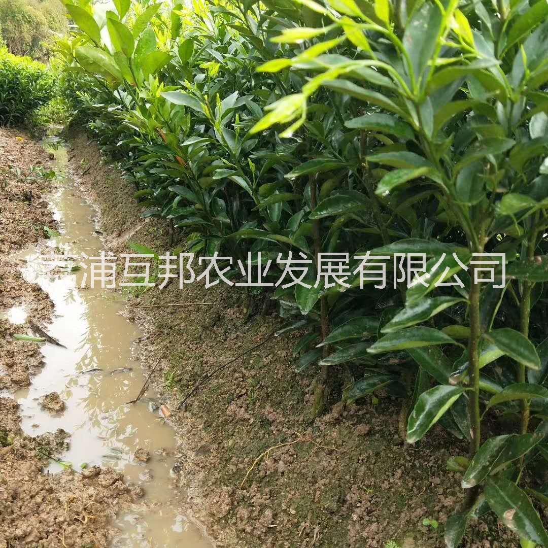 马水橘苗 马水橘苗供应 马水橘苗批发 广西马水橘苗 马水橘苗种植基地图片