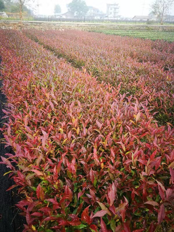 紫娟茶苗供應(yīng)商圖片/紫娟茶苗供應(yīng)商樣板圖 (1)