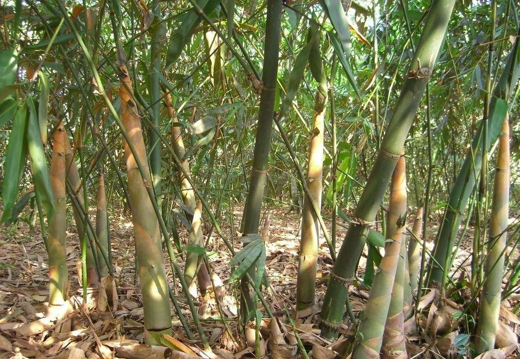 廣東竹筍苗種植技術(shù)傳授 西牛鎮(zhèn)全興銷售高存活率