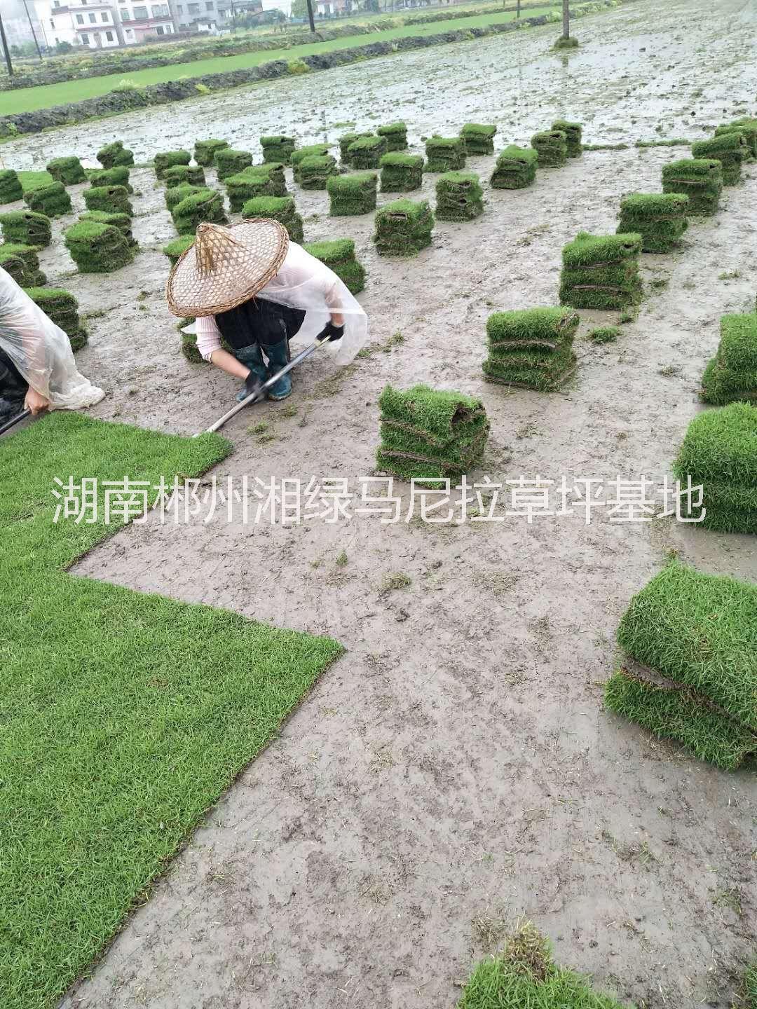 精品马尼拉草卷草块