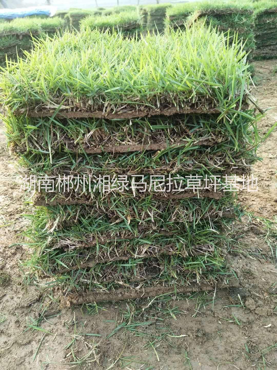 馬尼拉圖片/馬尼拉樣板圖 (2)