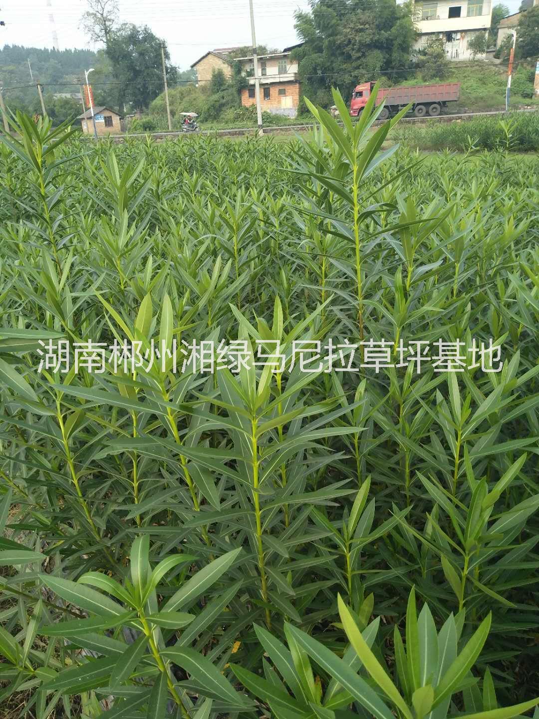 夾竹桃樹苗圖片/夾竹桃樹苗樣板圖 (4)
