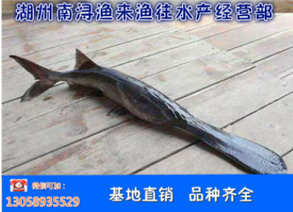 鴨嘴魚 鴨嘴魚報(bào)價(jià) 鴨嘴魚批發(fā) 鴨嘴魚供應(yīng)商 鴨嘴魚生產(chǎn)廠家 鴨嘴魚哪家好