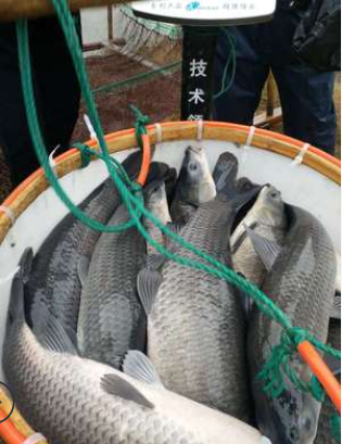 青魚圖片/青魚樣板圖 (2)