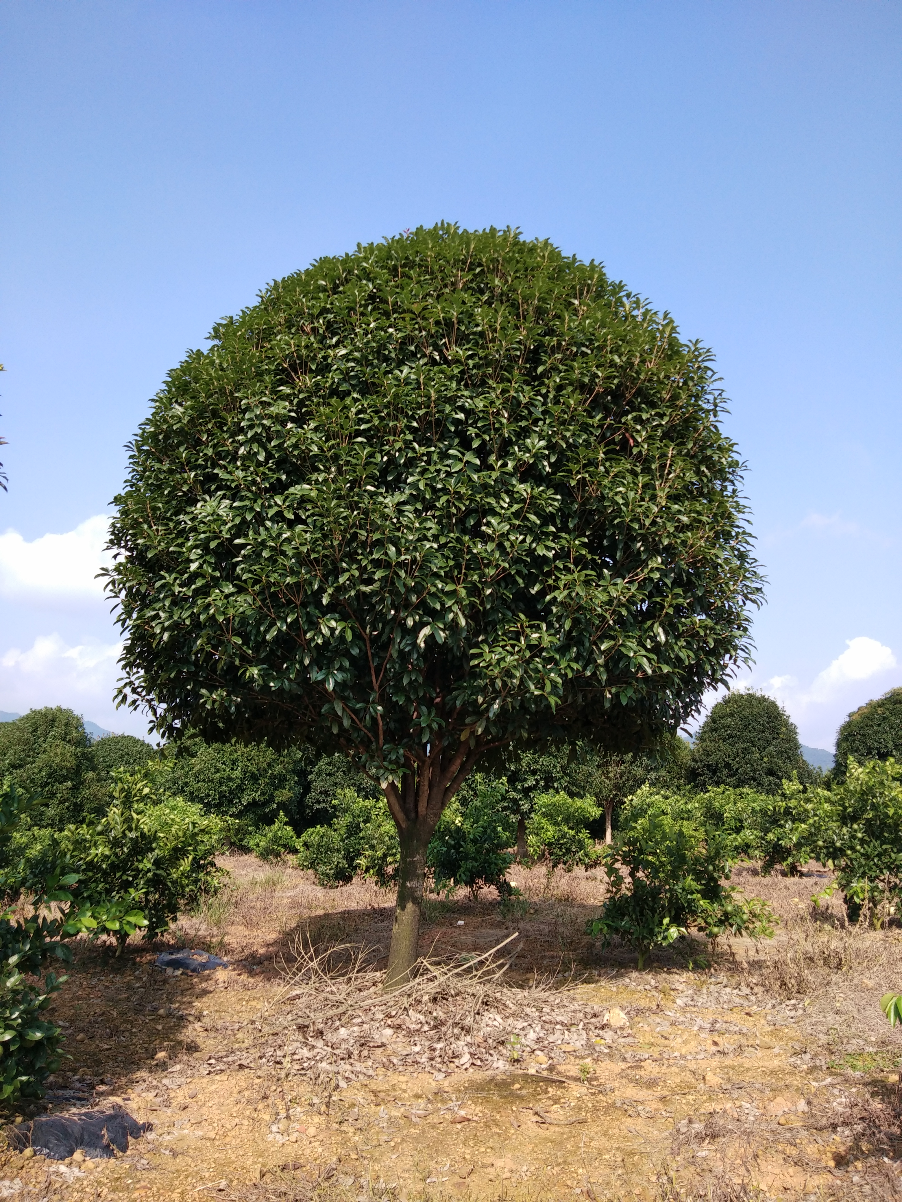 移植桂花树，八月金桂，精品丹桂